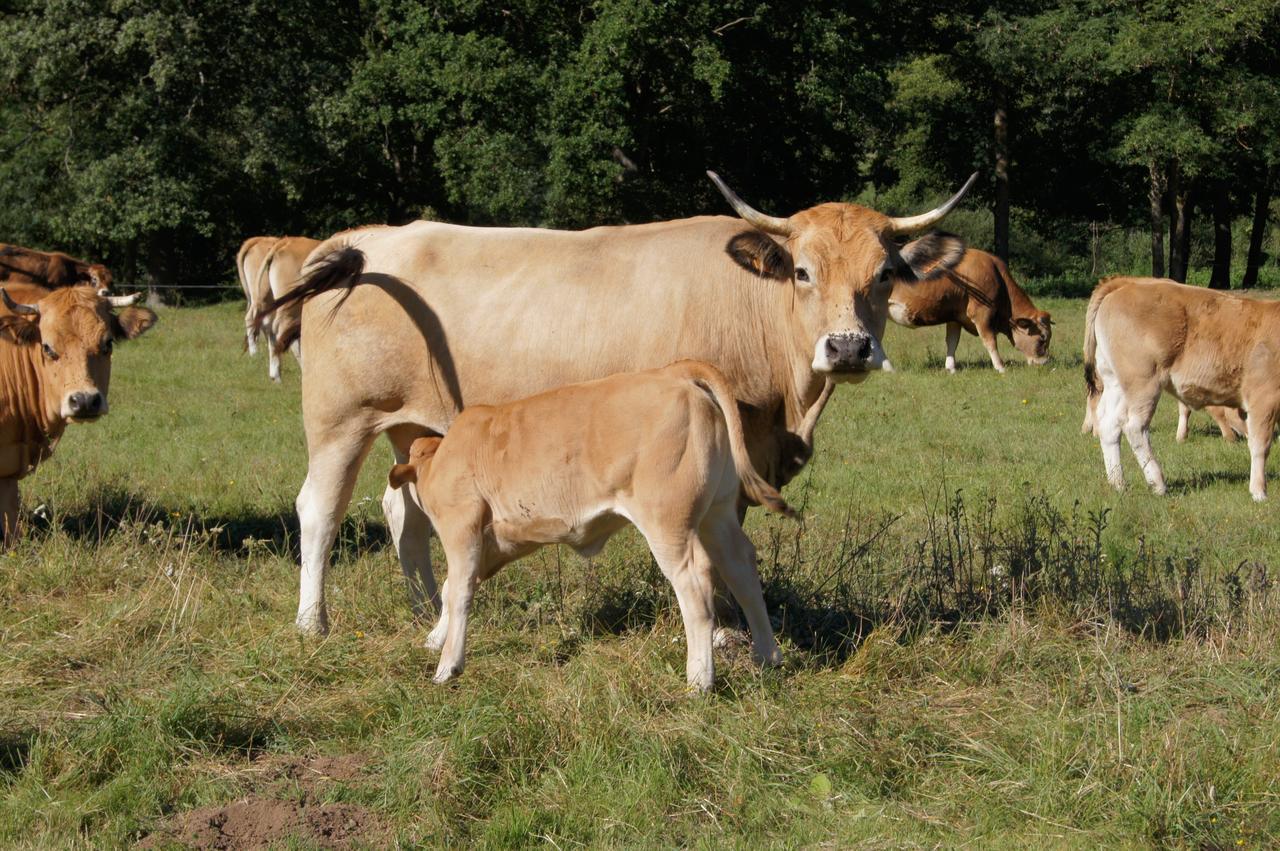 Domaine De La Planche De Melussac * Cussac-sur-Loire